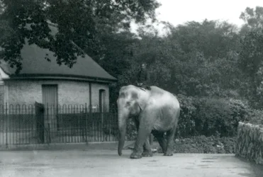Syed Ali traint Indiarani, terwijl ander personeel en verzorgers toekijken, London Zoo, juni 1922